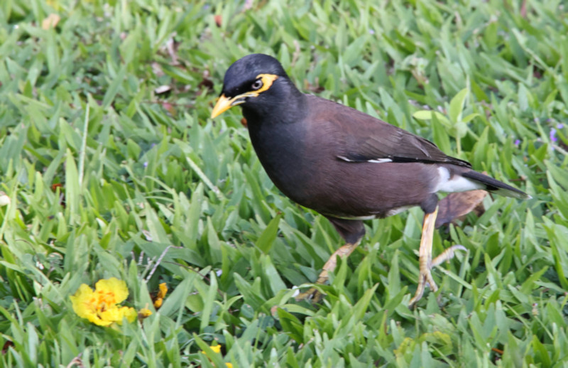 Common or Indian Myna, Kandy Lake, Sri Lanka