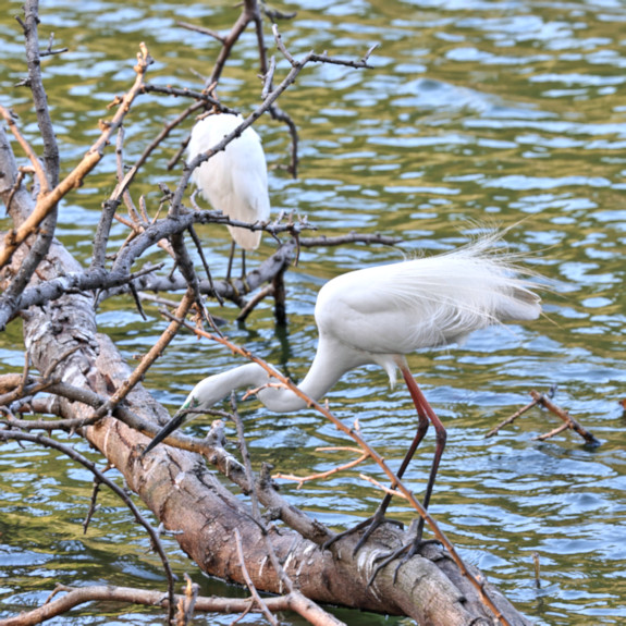 Great White Egret, Kandy Lake, Sri Lanka