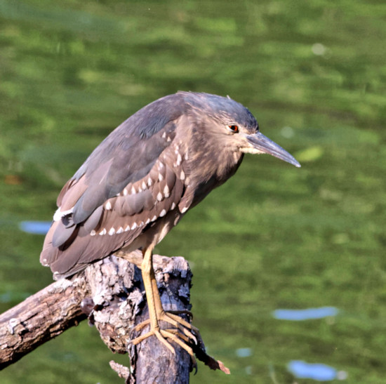 Indian Pond Heron, Kandy Lake, Sri Lanka