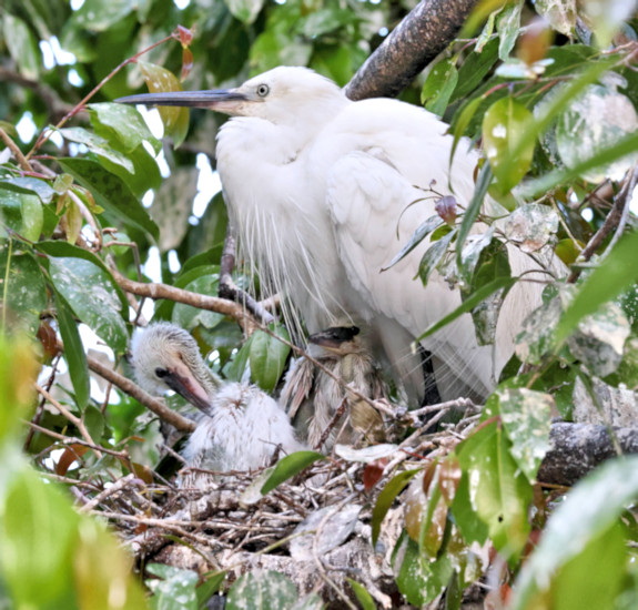 Intermediate Egret, Kandy Lake, Sri Lanka