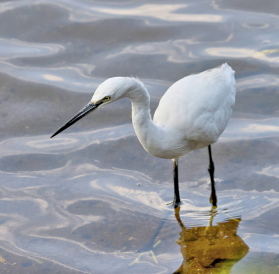 Little Egret, Kandy Lake, Sri Lanka