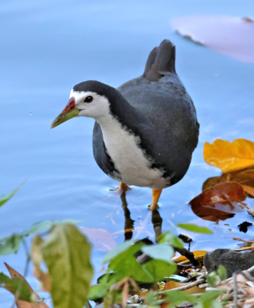 White-breasted Waterhen, Kandy Lake, Sri Lanka