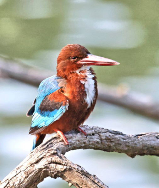 White-throated Kingfisher, Kandy Lake, Sri Lanka