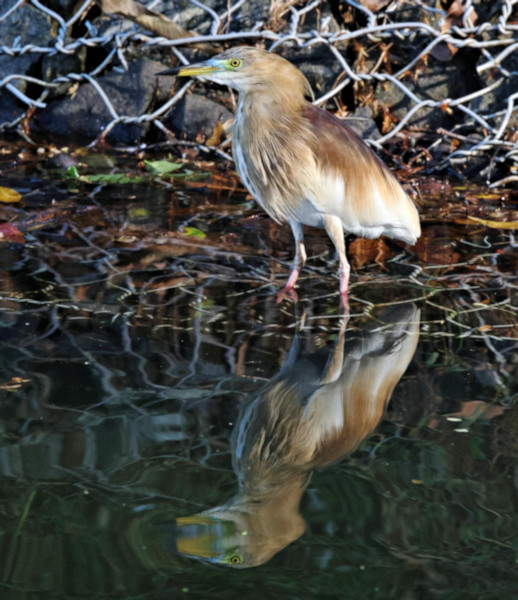 Yellow Bittern, Kandy Lake, Sri Lanka