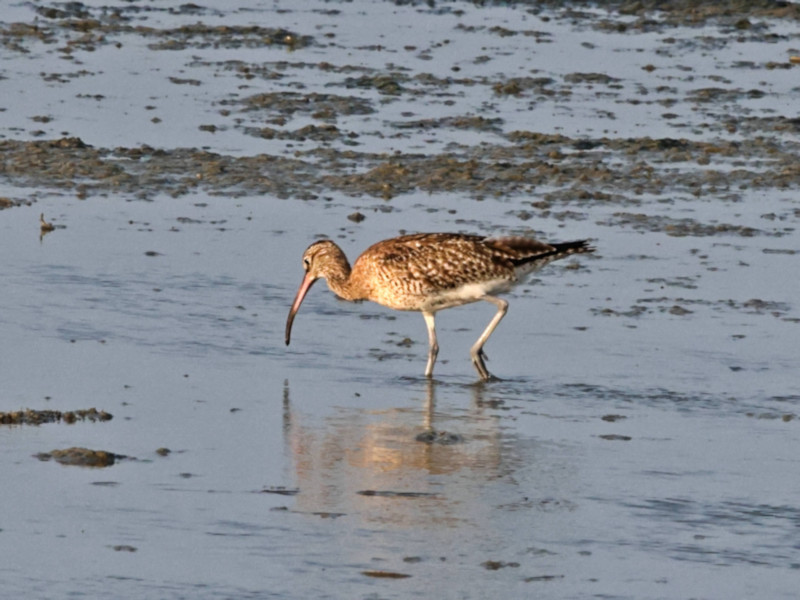 Eurasian Curlew, Mannar, Sri Lanka