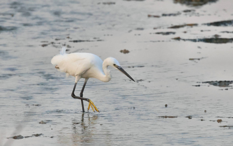 Little Egret, Mannar, Sri Lanka