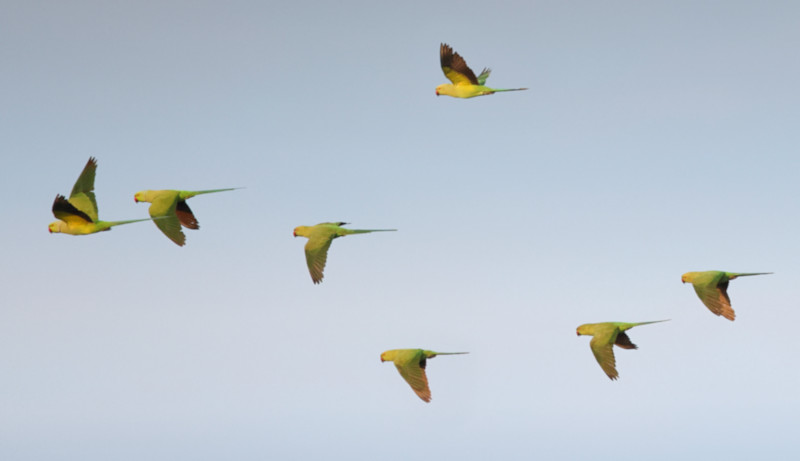 Rose-ringed Parakeet, Mannar, Sri Lanka