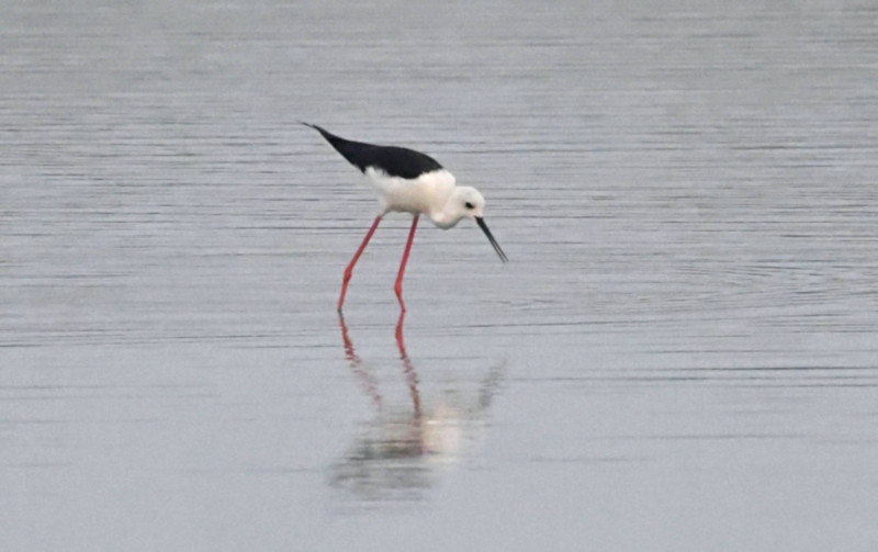 Black-winged Stilt, Mannar, Sri Lanka