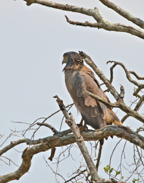 Crested Serpent Eagle, Mannar, Sri Lanka