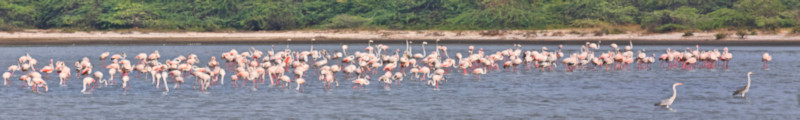 Greater Flamingos, Mannar, Sri Lanka