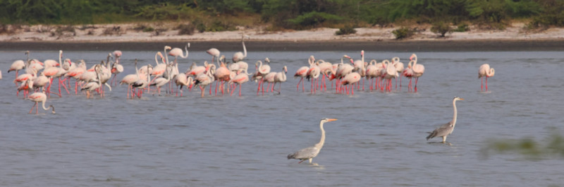 Greater Flamingos, Mannar, Sri Lanka