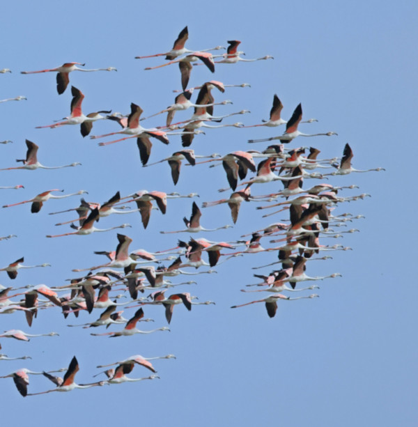 Greater Flamingos, Mannar, Sri Lanka