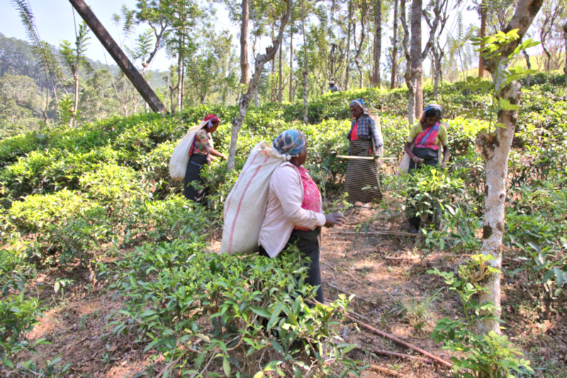 Tea Plantation, Sri Lanka