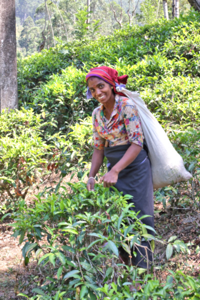 Tea Plantation, Sri Lanka