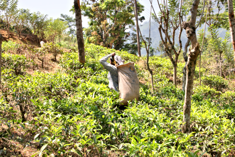 Tea Plantation, Sri Lanka