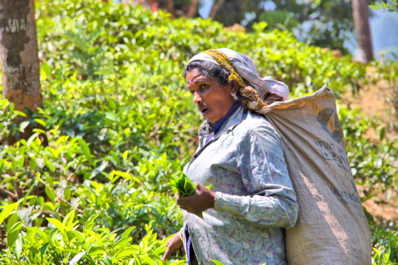 Tea Plantation, Sri Lanka