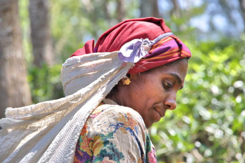 Tea Plantation, Sri Lanka