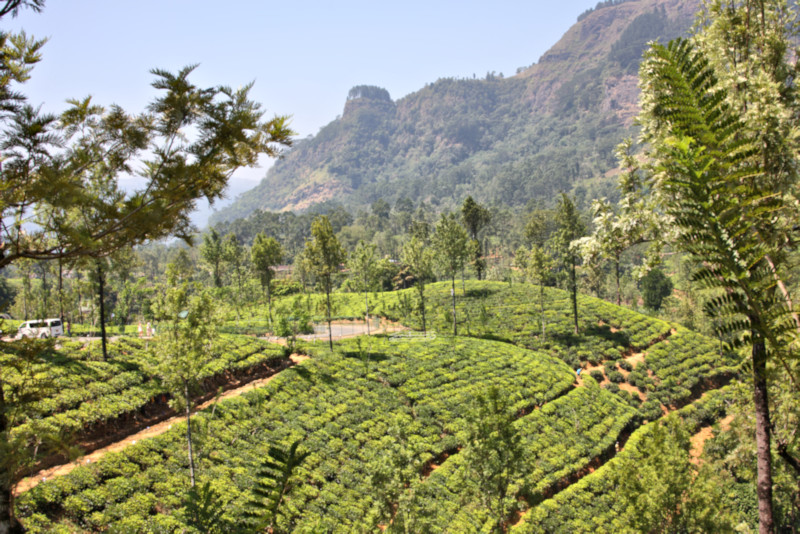 Tea Plantation, Sri Lanka