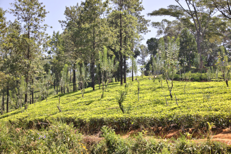 Tea Plantation, Sri Lanka