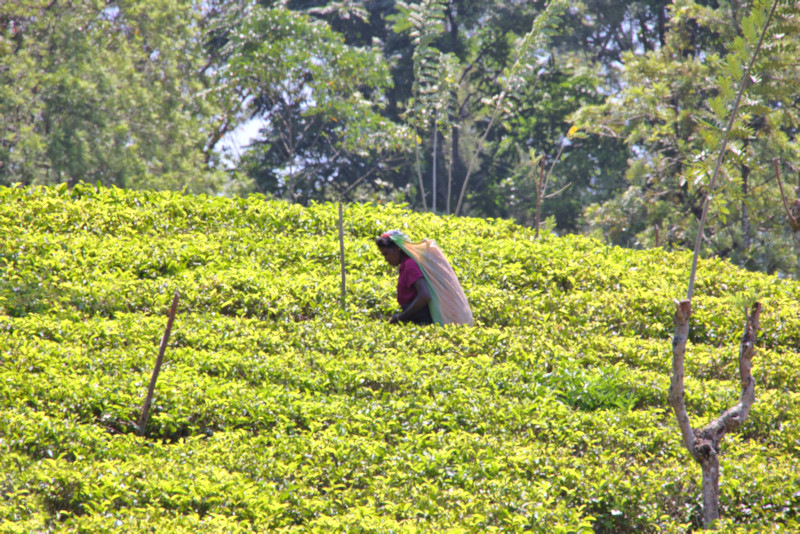 Tea Plantation, Sri Lanka