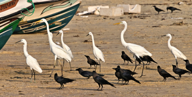 Talaimannar Beach, Sri Lanka