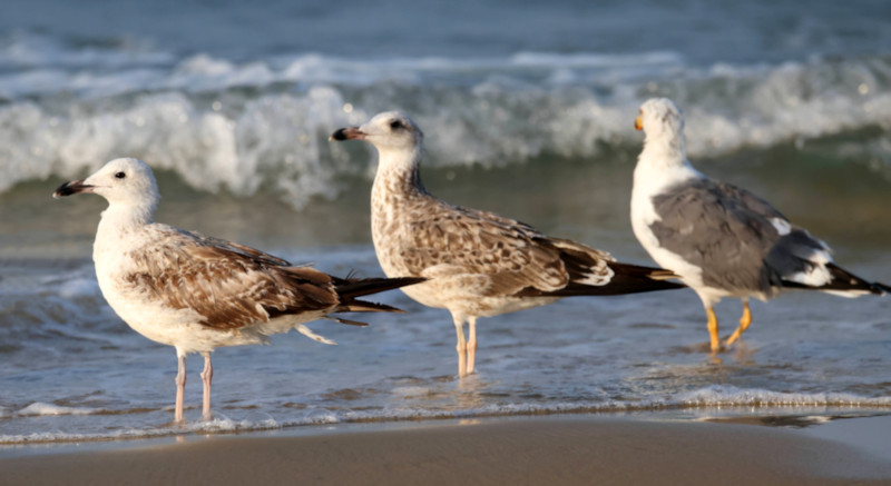 Talaimannar Beach, Sri Lanka