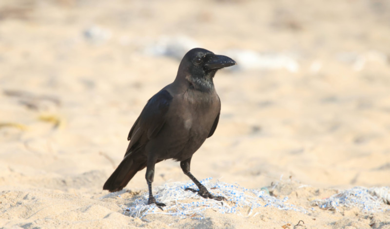 Talaimannar Beach, Sri Lanka