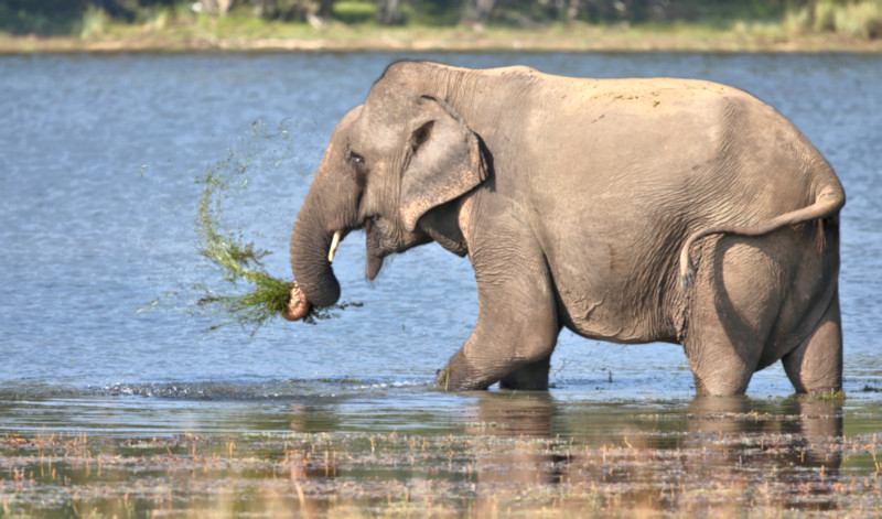 Sri Lankan Elephant, Wilpattu National Park, Sri Lanka