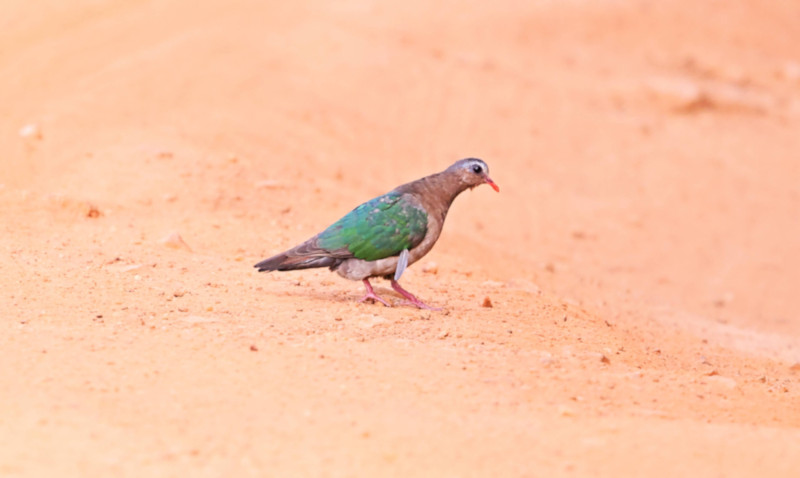 Asian Emerald Dove, Wilpattu National Park, Sri Lanka