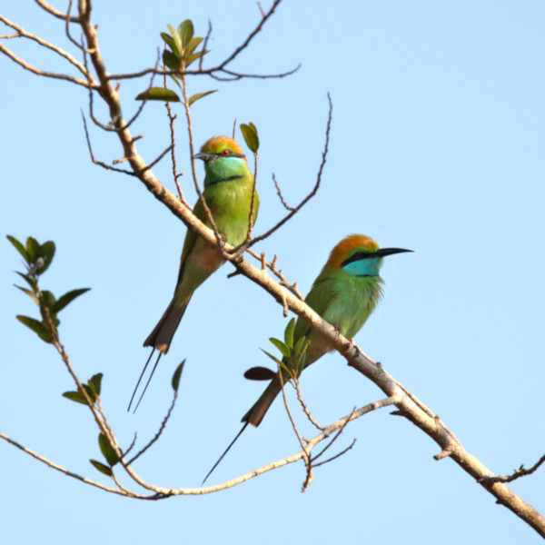 Asian Green Bee-eater, Wilpattu National Park, Sri Lanka