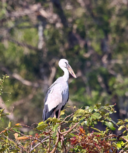 Asian Openbill Stork, Wilpattu National Park, Sri Lanka