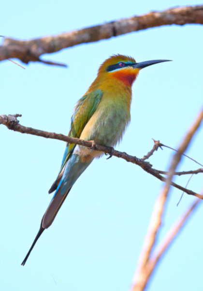 Blue-tailed Bee-eater, Wilpattu National Park, Sri Lanka