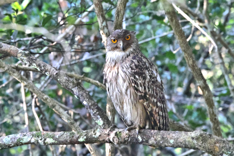 Brown Fishowl, Wilpattu National Park, Sri Lanka