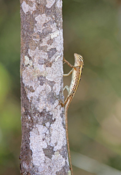 Brown-patched Kangaroo Lizard, Wilpattu National Park, Sri Lanka