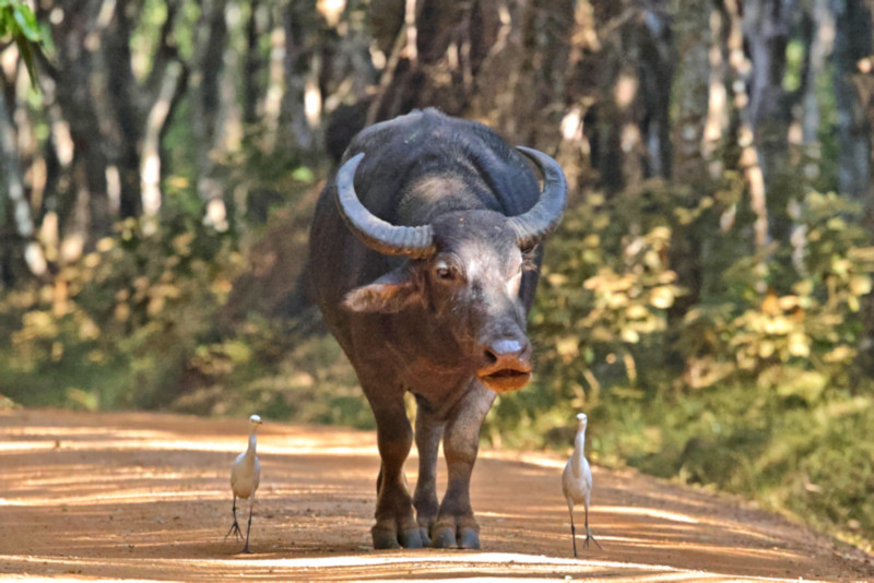 Buffalo, Wilpattu National Park, Sri Lanka