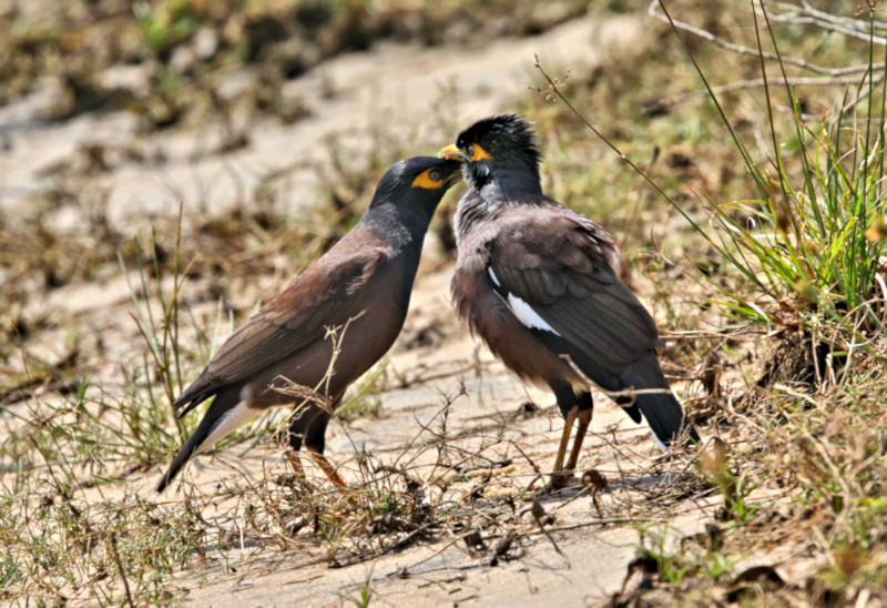 Common Myna, Wilpattu National Park, Sri Lanka