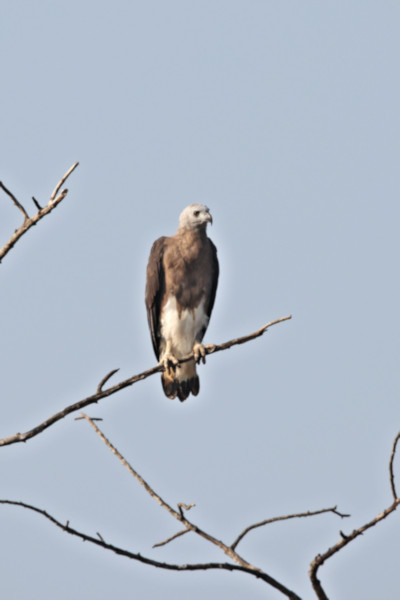 Grey-headed Fisheater, Wilpattu National Park, Sri Lanka