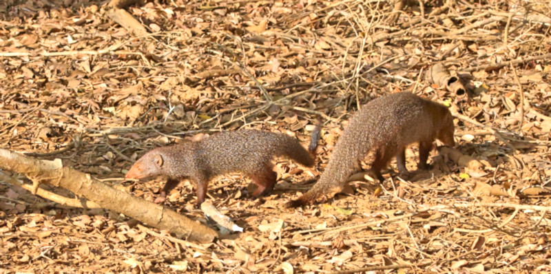 Indian Brown Mongoose, Wilpattu National Park, Sri Lanka