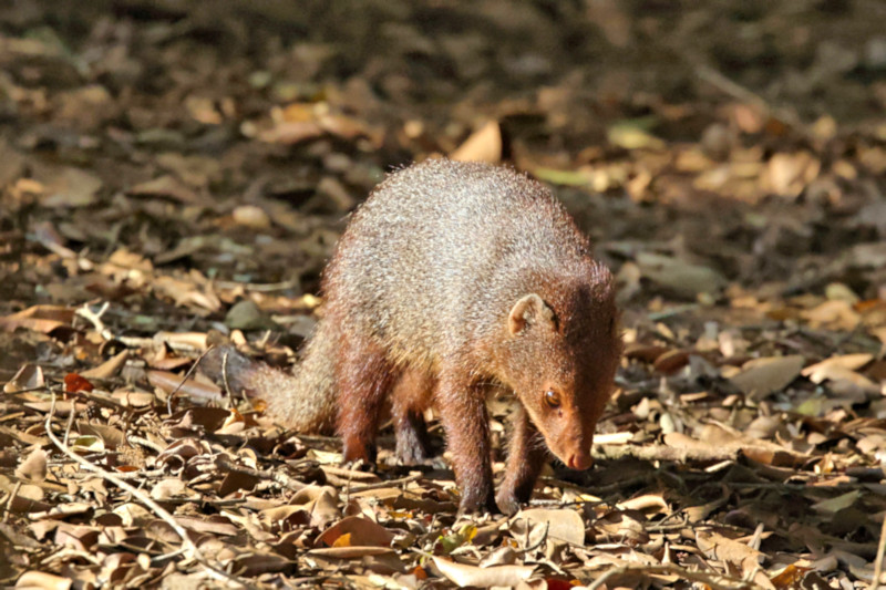 Indian Brown Mongoose, Wilpattu National Park, Sri Lanka