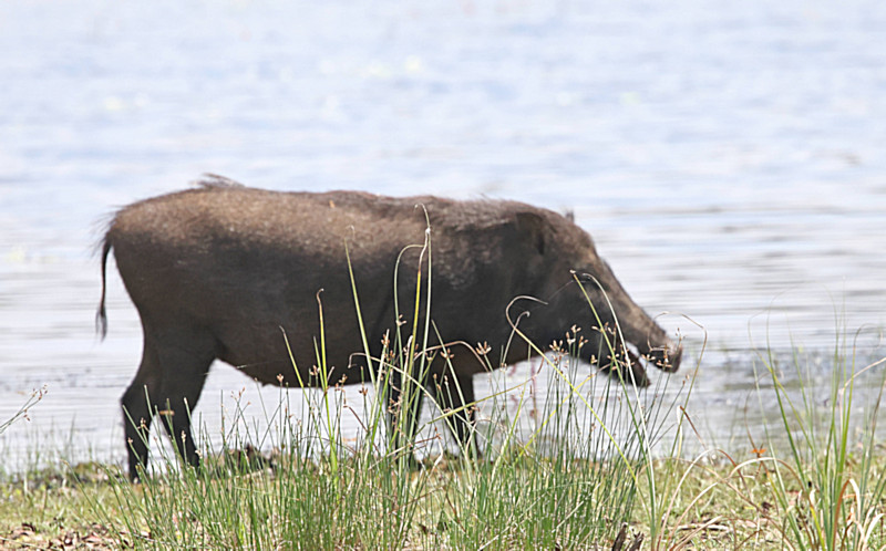 Indian Wild Boar, Wilpattu National Park, Sri Lanka