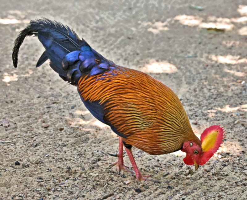 Junglefowl, Wilpattu National Park, Sri Lanka