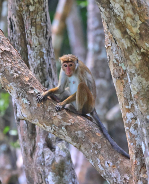 Long-tailed Macaque, Wilpattu National Park, Sri Lanka