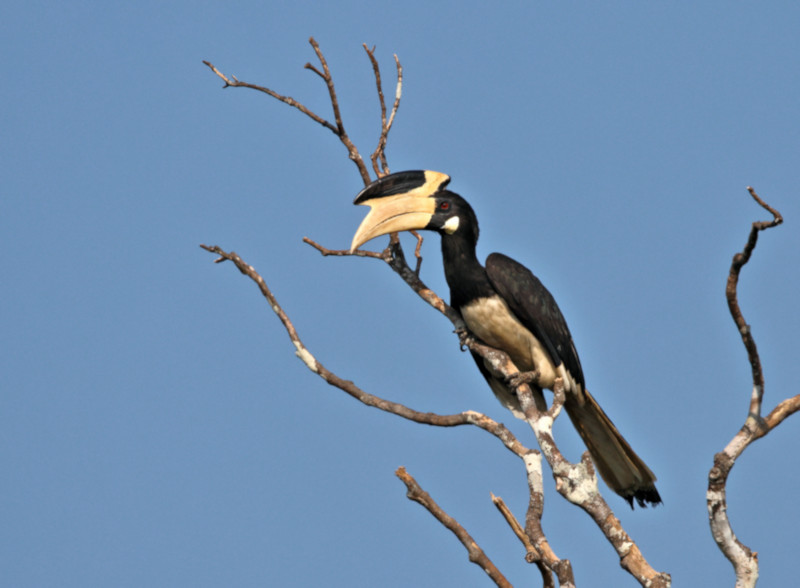 Hornbill, Wilpattu National Park, Sri Lanka