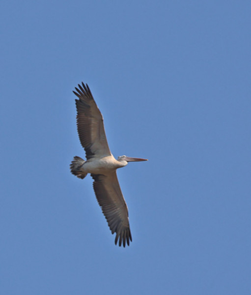 Pelican, Wilpattu National Park, Sri Lanka