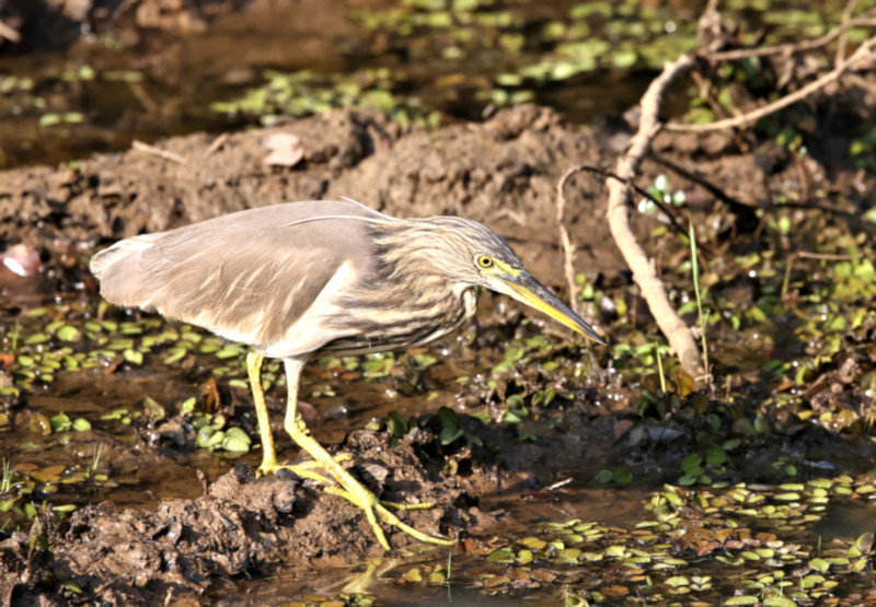 Indian Pond Heron, Wilpattu National Park, Sri Lanka