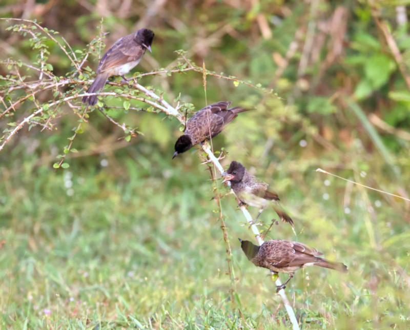 Red-vented Bulbul, Wilpattu National Park, Sri Lanka