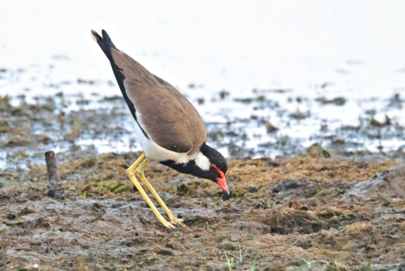 Red-wattled Lapwingl, Wilpattu National Park, Sri Lanka