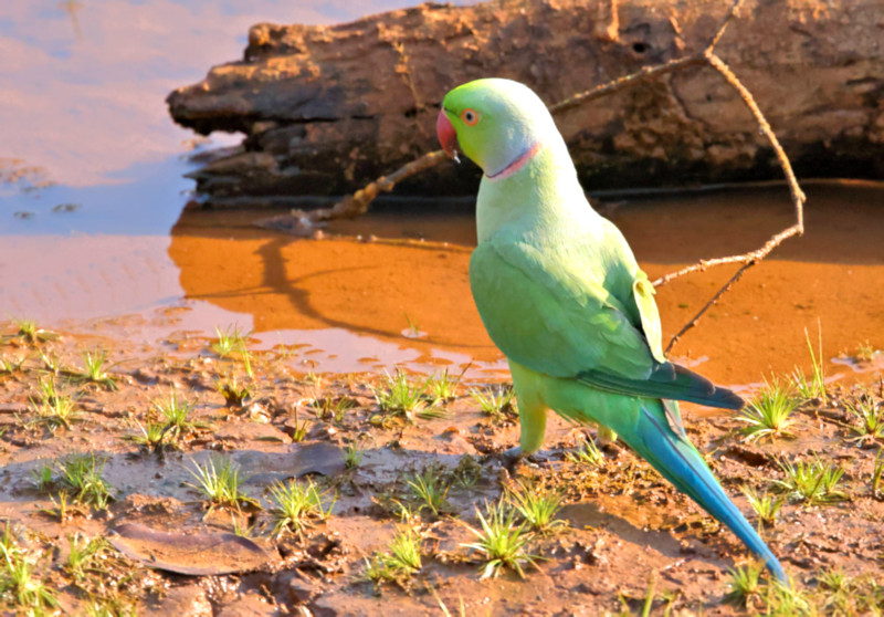 Ring-necked Parakeet,  Wilpattu National Park, Sri Lanka