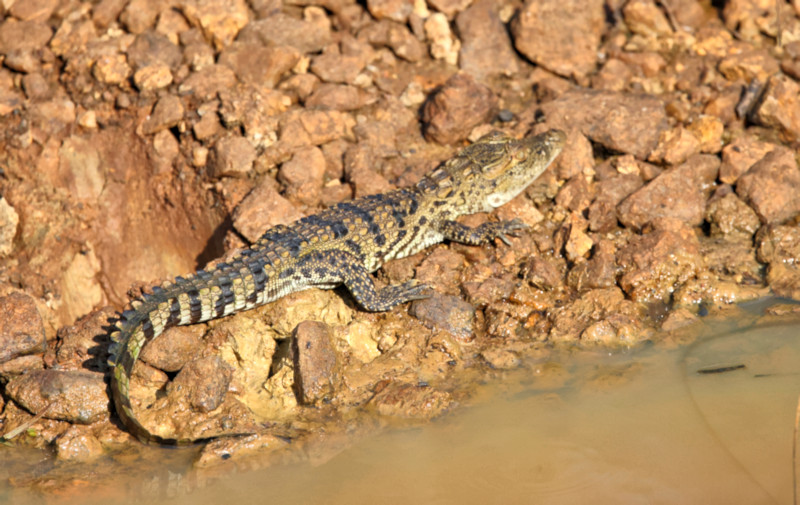 Sri Lankan Sambar, Wilpattu National Park, Sri Lanka