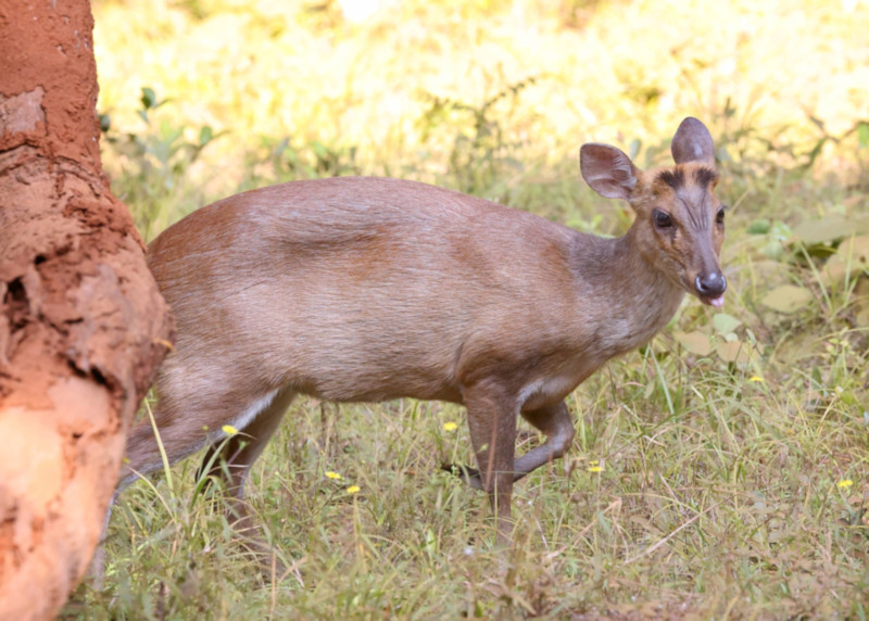 Sri Lankan Sambar, Wilpattu National Park, Sri Lanka